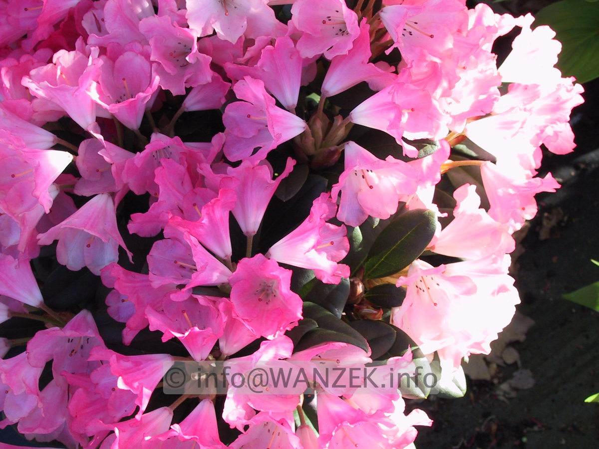 Rhododendron yakushimanum Lampion 01.JPG